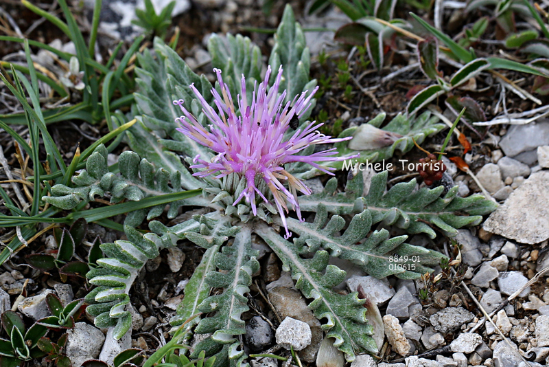 Cardo di Boccone