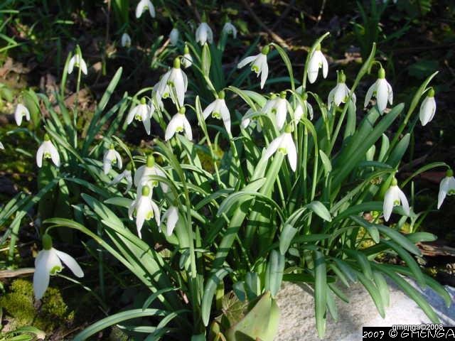 Galanthus ( Perce- neige )