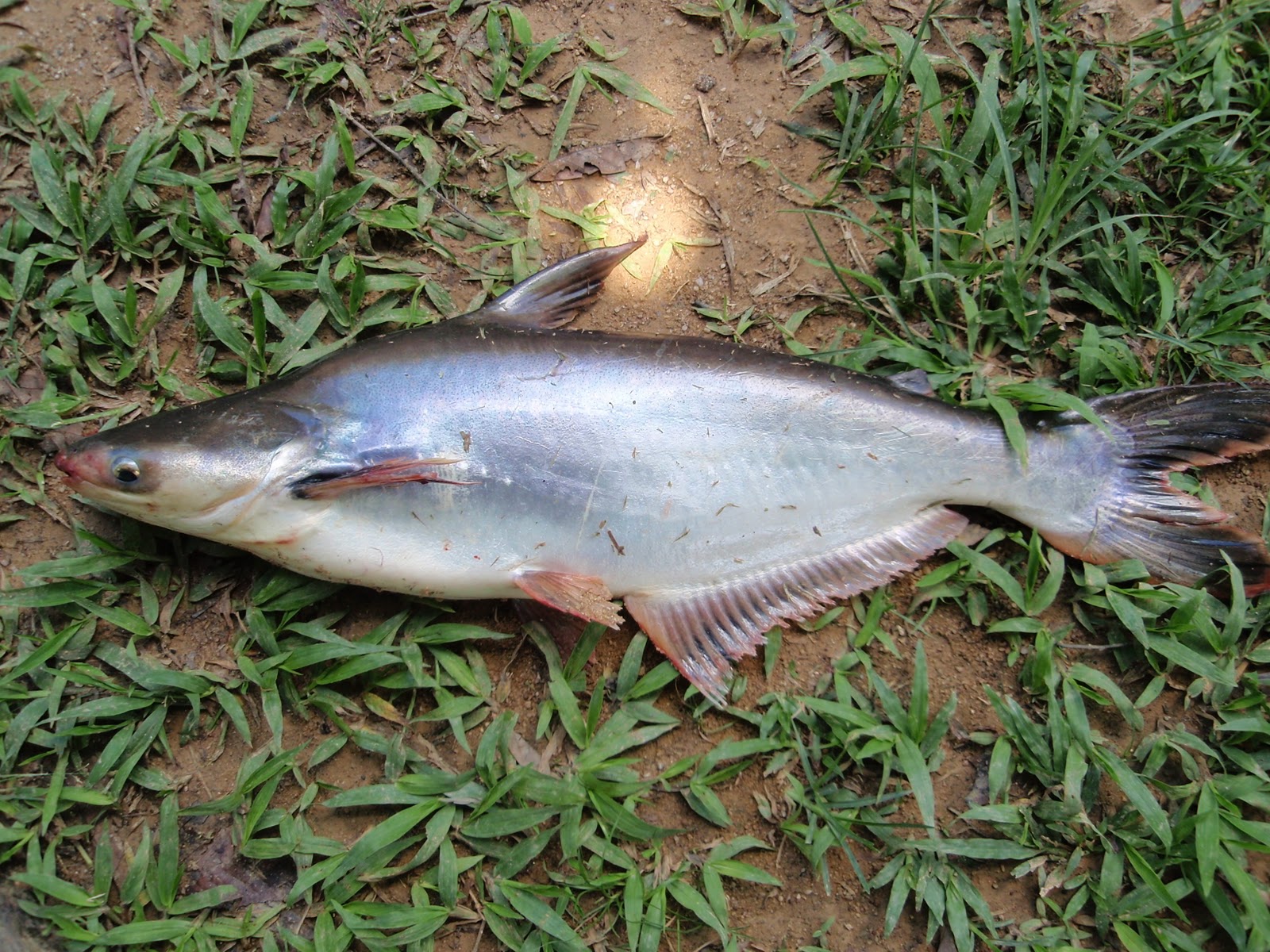 Hobiku Memancing: Mancing Patin