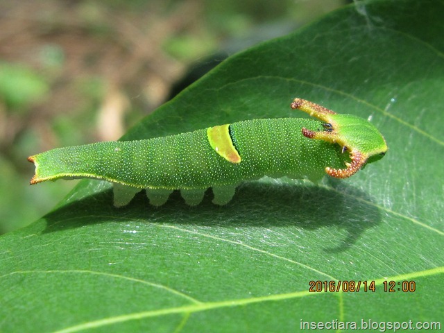 Species Polyura schreiber (Godard, 1824) – (Blue Nawab)