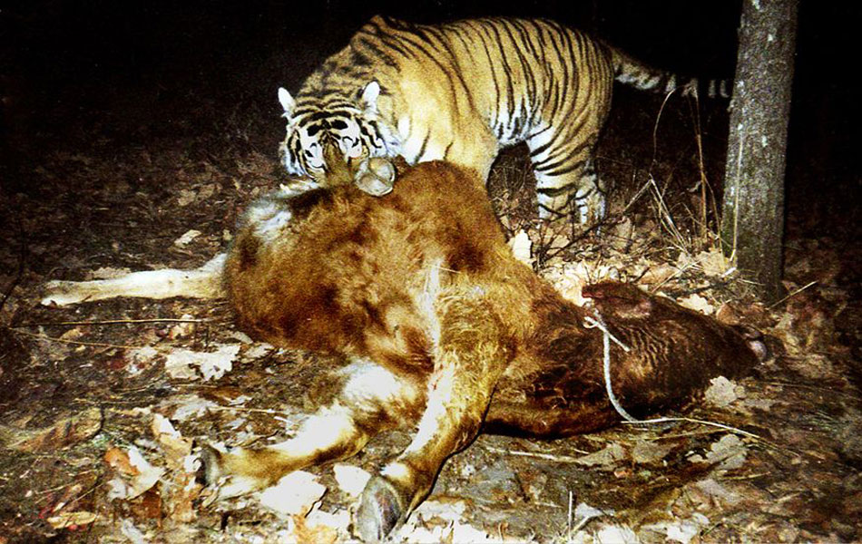 파일:external/www.koreatiger.org/Tiger_enjoying_his_kill_at_Hunchun_National_Nature_Reserve.jpg