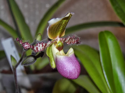 Paphiopedilum liemianum P1000201