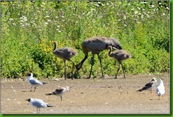 Slimbridge WWT - June