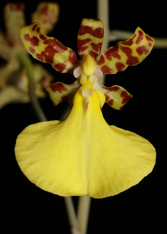 Trichocentrum splendidum IMG_8734_v2