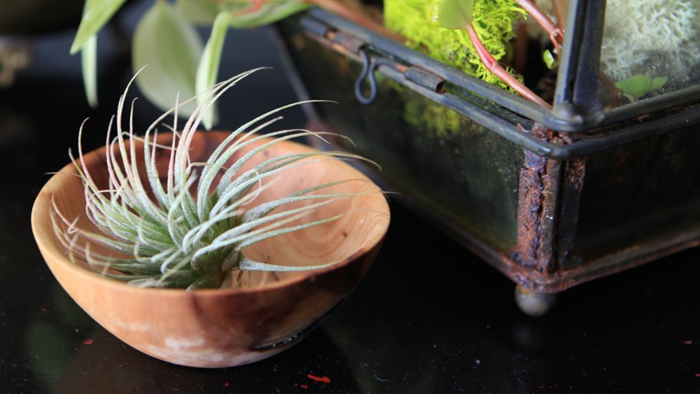 air-plant-bowl