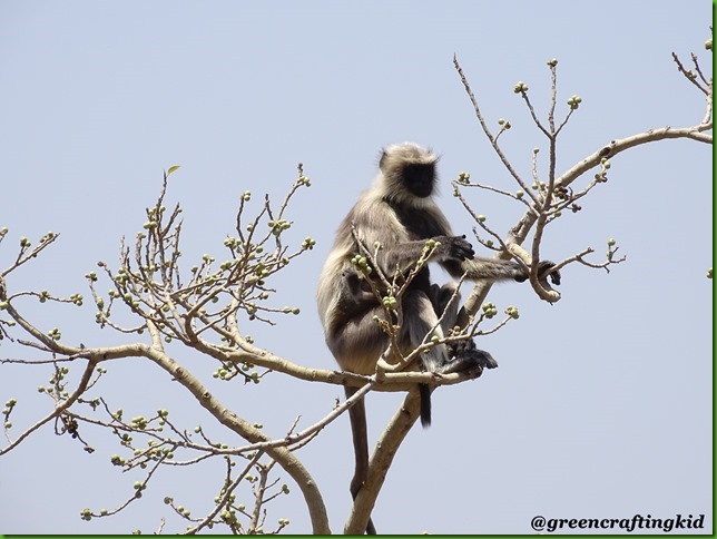 Langur