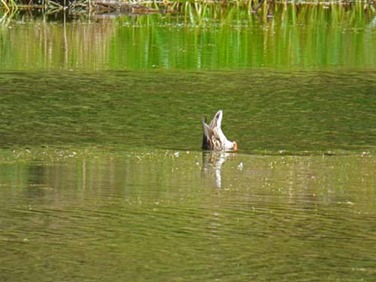 Duck under water, Hoh Rain Forest