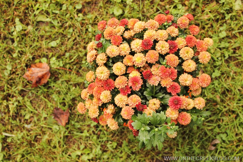 Fall Mums | On The Creek Blog // www.onthecreekblog.com