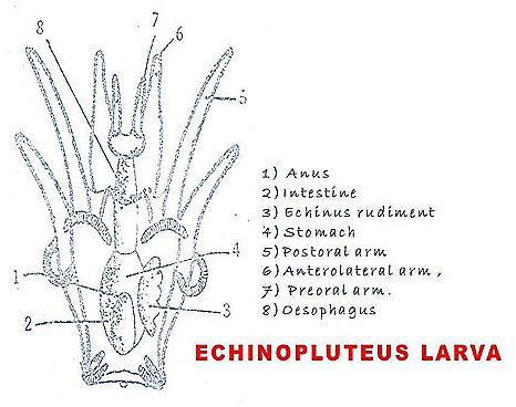 Echinopluteus larva