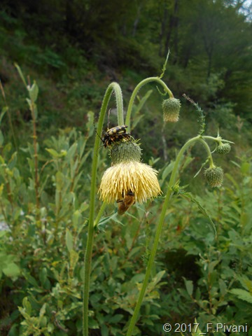 Rutpela maculata Poda, 1761 su Cirsium con ape