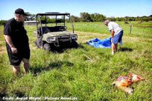 Ufo Group Works With Sheriff Department On Sheep Mutilations