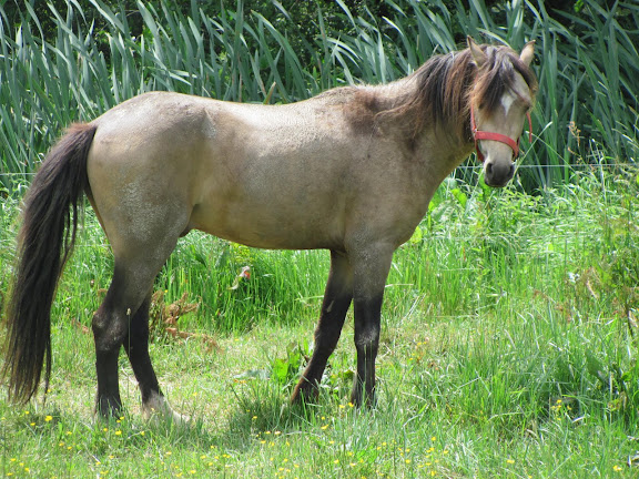 poney welsh 3 ans isabelle Poneys%252520025