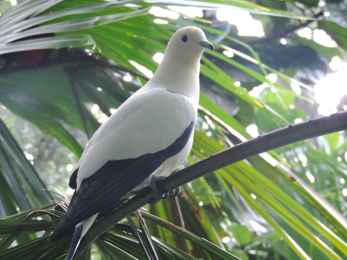 Pied imperial pigeon