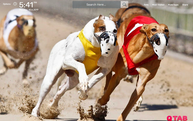 Greyhound Wallpapers HD Theme