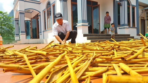 Trồng “cây vàng”, thanh niên người Mông trở thành tỷ phú - Ảnh 3.