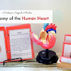 How to Teach the Anatomy of the Human Heart to Kids