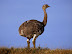 Cтраус