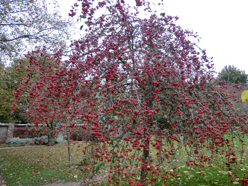 CIMG0234 Crab apples at Bateman's