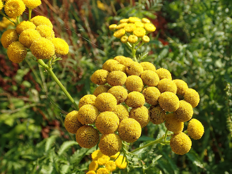 Tansy