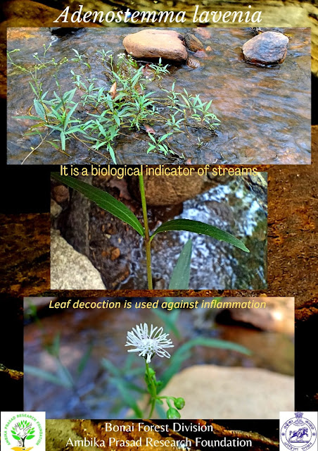 Water indicator plant from Bonai Forest Division, Odisha