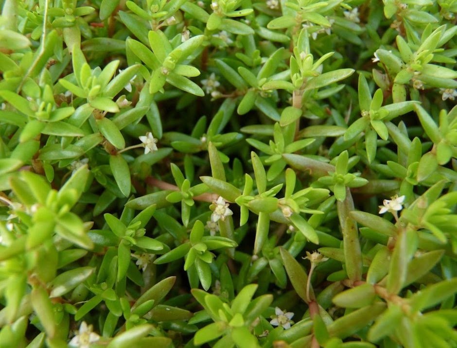 Толстянка Хелмса (Crassula helmsii)