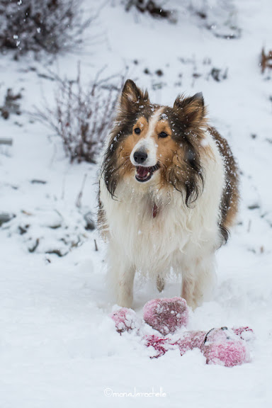 Les pitous et minou aussi aiment l'hiver Merlot-121208-2-14m