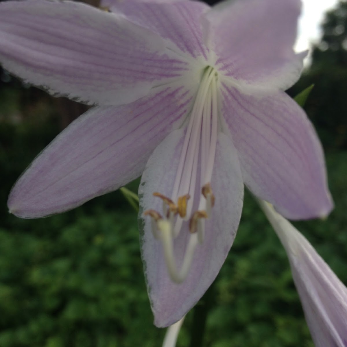 Hosta