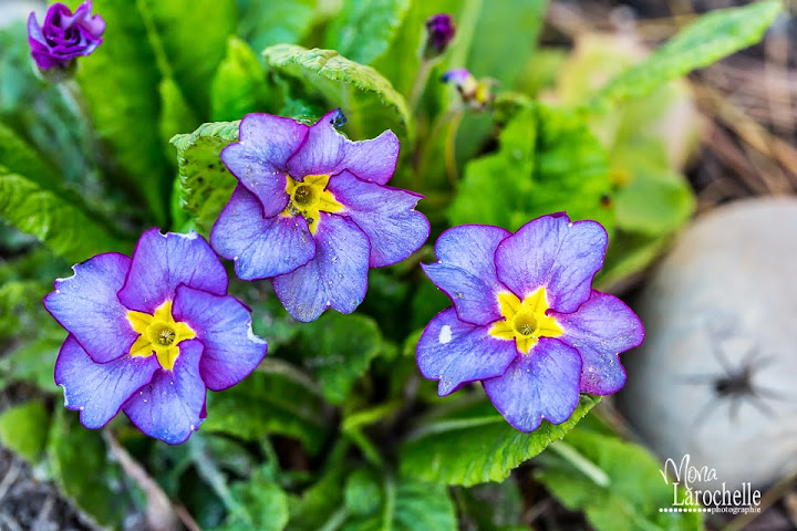 Primula auricula Barnhaven Double Primula-barnhaven-double-140519-146rm