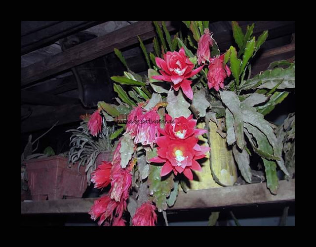 Epiphyllum oxypetallum, Orchid Cactus, Dirang North East India