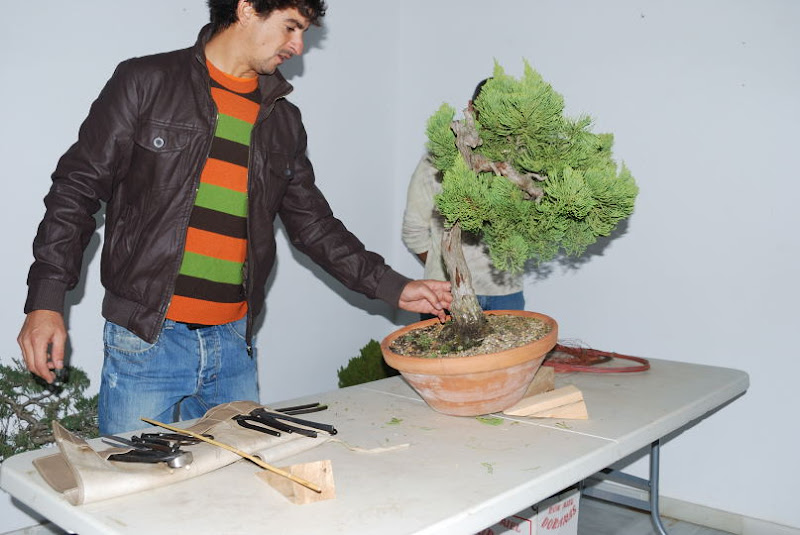 XI Exposición Invernal de bonsai de la A.S.B. Chokkan 116%252520XI%252520Exp.Inv.%252520ASBC%25252020111202%252520064