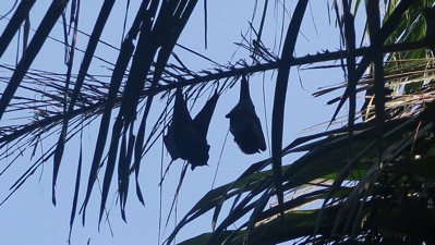 Flying Foxes