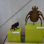 Meguro Parasitological Museum - 目黒寄生虫館 in Meguro, Japan 