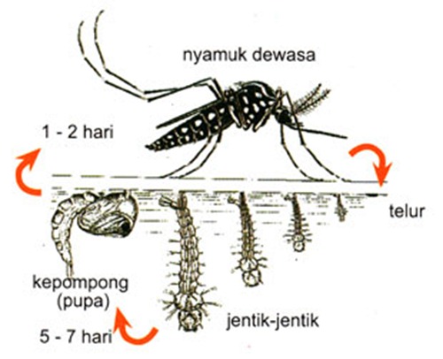 daur hidup nyamuk