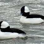 Bufflehead