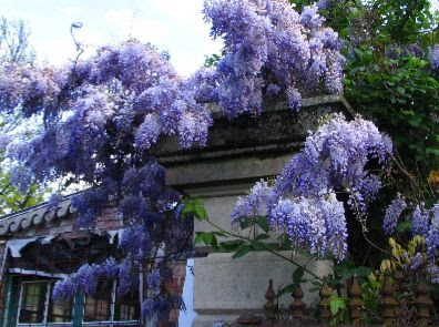 Summerhome Wisteria 