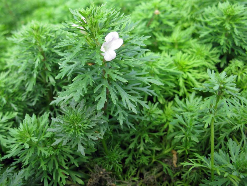 Лимнофила сидячецветковая (Limnophila sessiliflora)