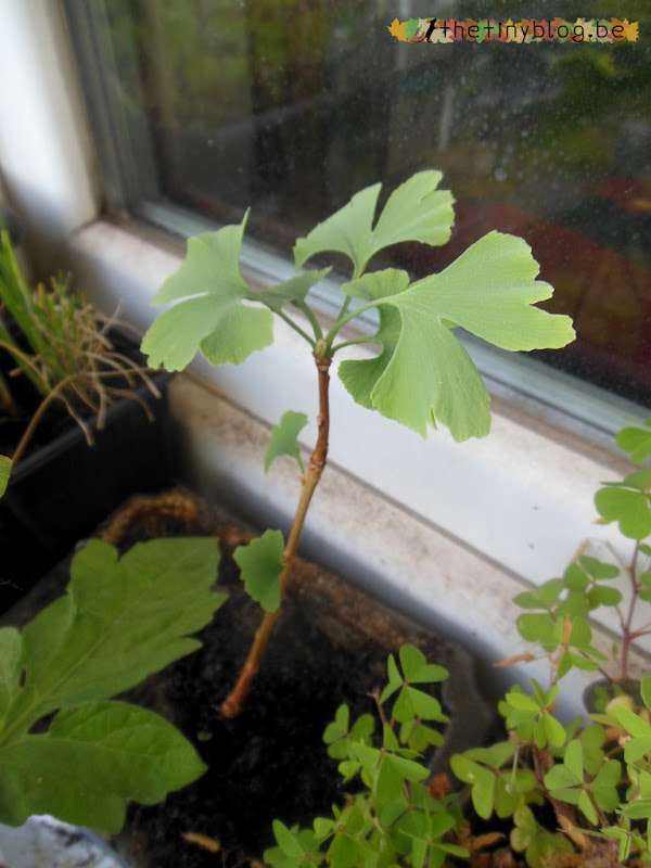 My balcony urban vegetable garden June 2015 in Brussels Ginkgo