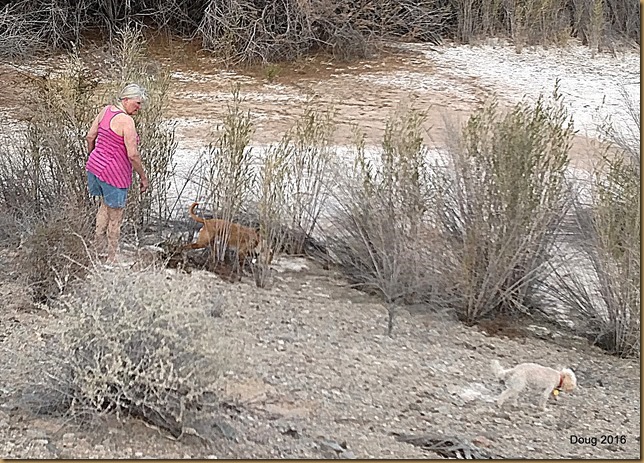 Dolly, Yuma and Fergie making it through the brush