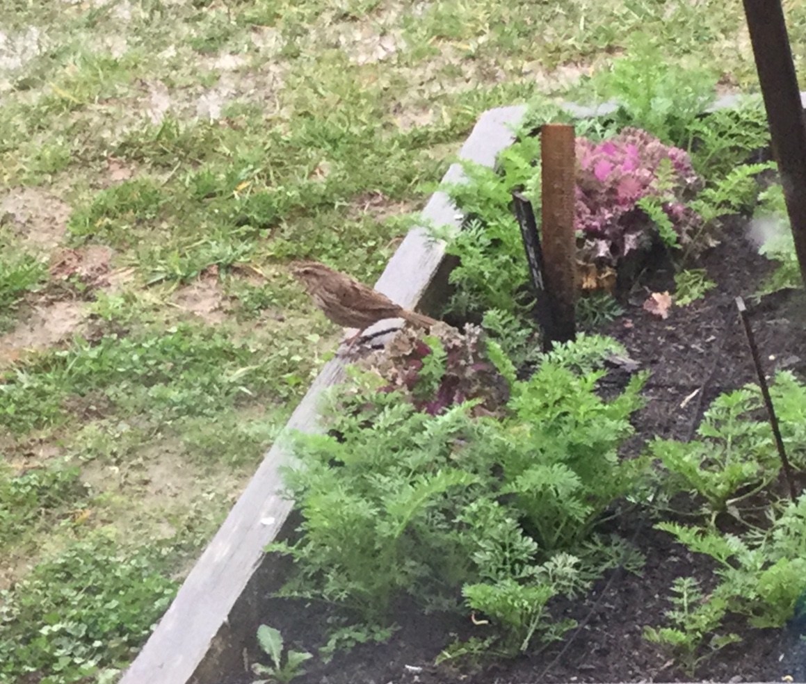 Song sparrow