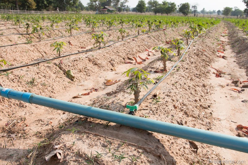 [mandioca-mandioca-campo-das-tapiocas-que-cresce-com-sistema-da-irriga%C3%A7%C3%A3o-de-gotejamento-66784552%5B6%5D]