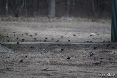 Lots of Juncos