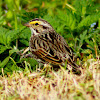 Savannah Sparrow