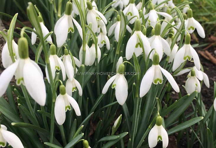 snowdrop