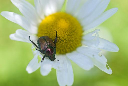 Daisy and the Beetle