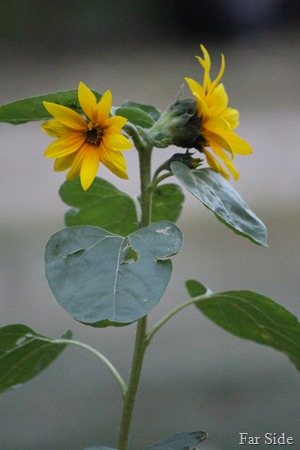 Double headed sunflower