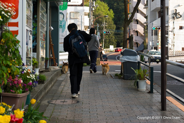 Trip to Japan 2008: Day 12 Part 8 - Seiseki-Sakuragaoka (Whisper of the ...