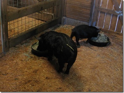 IMG_0218 Guinea Hogs at the Oregon Zoo in Portland, Oregon on November 10, 2009