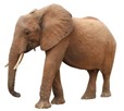 mamifero-elefante