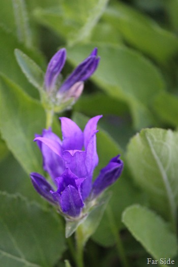 Campanula Joan Elliott