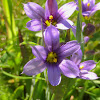 Alaska Blue-eyed Grass